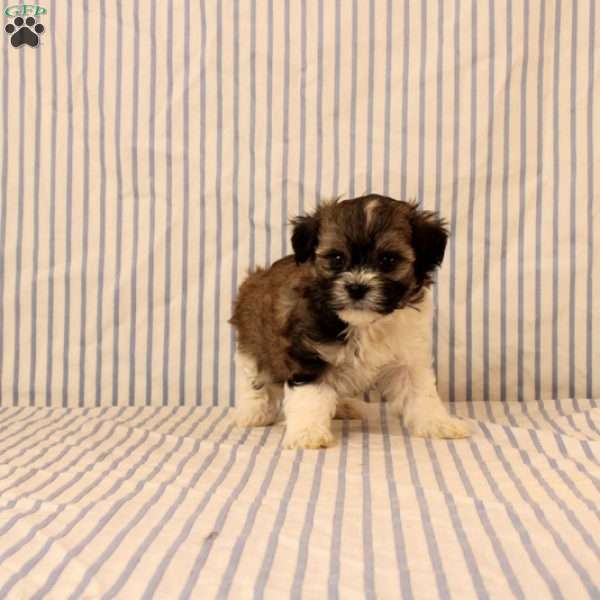 Natalie, Maltipoo Puppy
